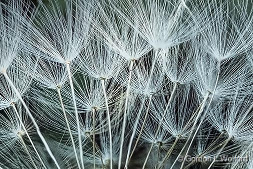 Seedy Dandelion (crop)_DSCF02528-30.jpg - Photographed at Smiths Falls, Ontario, Canada.